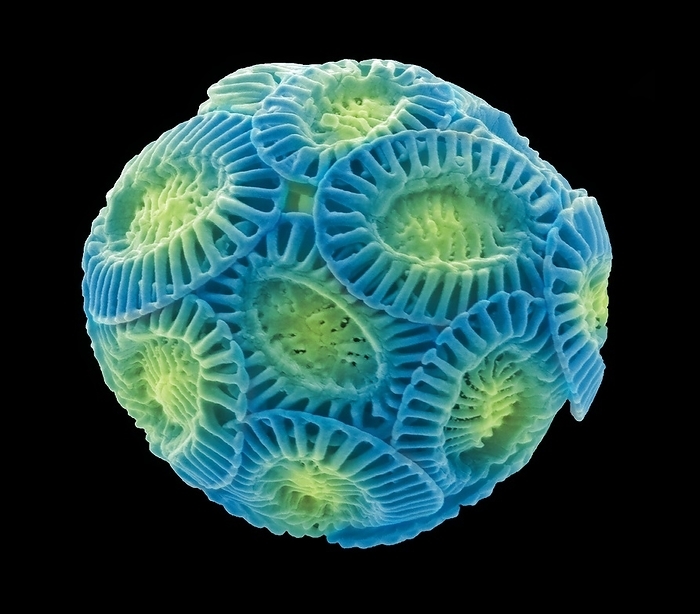 Coccolithophore, SEM Coccolithophore. Coloured scanning electron micrograph  SEM  of Emiliana huxleyi. This small algal organism is a calcareous phytoplankton and is surrounded by a skeleton  coccosphere  of calcium carbonate plates  coccoliths . When the organism dies, the plates separate and sink to the ocean floor. Coccolithophores are of particular interest to those studying global climate change because as ocean acidity increases, their coccoliths may become even more important as a carbon sink  absorb carbon dioxide . Individual plates have been found in vast numbers and can make up the major component of a particular rock, such as the chalk of England. E. huxleyi an important part of the planktonic base of a large proportion of marine food webs. Magnification: x15000 when printed at 10 centimetres wide. Specimen courtesy of Mike Allen, Plymouth Marine Laboratory.