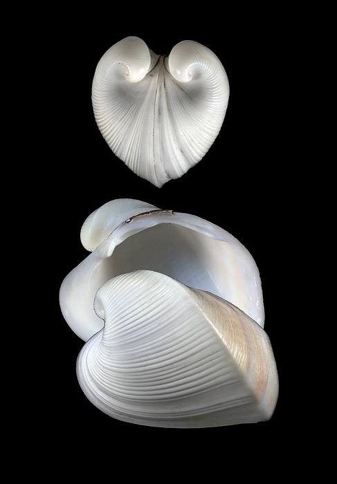 Moltkes heart clam shells Moltkes heart clam shell. Shells of the Moltkes heart clam  Meiocardia moltkiana . Shells of bivalve molluscs such as clams consist of two articulating parts, or valves.