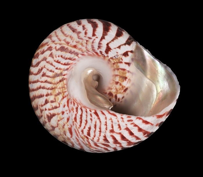Commercial top shell snail shell Commercial top shell. The commercial top shell  Tectus niloticus  is a species of sea snail which occurs in the Indo Pacific Ocean. The large shell has a thick inner layer of iridescent nacre, and the species is commercially exploited to make mother of pearl buttons and jewellery.