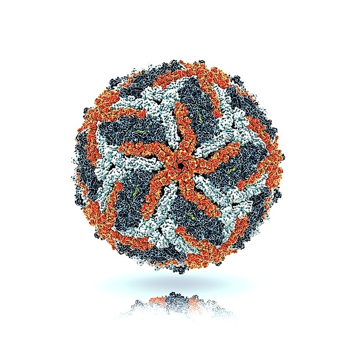 Zika virus, molecular model Zika virus envelope, molecular model. This is an RNA  ribonucleic acid  virus from the Flaviviridae family. It is transmitted to humans via the bite of an infected Aedes sp. mosquito. It causes zika fever, a mild disease with symptoms including rash, joint pain and conjunctivitis. In 2015 a previously unknown connection between Zika infection in pregnant women and microcephaly  small head  in newborns was reported. This can cause miscarriage or death soon after birth, or lead to developmental delays and disorders.
