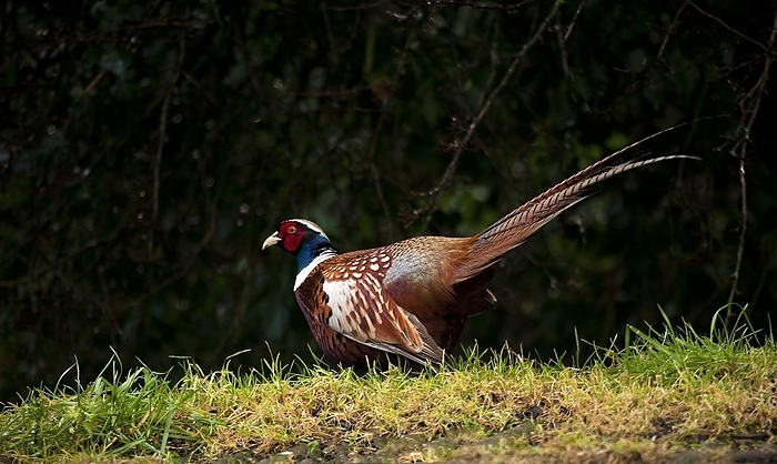 Male pheasant Male pheasant  Phasianus colchicus . This gamebird inhabits woodland, scrub, farmland and marshes, feeding on vegetation, grains, berries and insects. Originally native to Asia and continental Europe, it is now found throughout the UK.