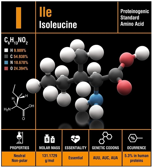 Isoleucine amino acid molecule Molecular model of Isoleucine  C6. H13. N. O2 , an essential amino acid. Unable to be produced by the body, isoleucine must be sourced from the diet. This amino acid has many roles within the human body. It is best known for its ability to support blood clotting at wound sites and assisting with muscle tissue repair. Isoleucine an also help to boost energy levels and improve stamina. Atoms are represented as spheres and are colour coded: carbon  black , hydrogen  white , nitrogen  blue  and oxygen. Illustration.
