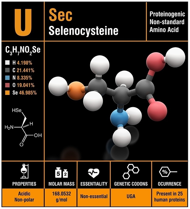 Selenocysteine amino acid molecule Molecular model of Selenocysteine  C3. H7. NO2. Se , a proteinogenic but non standard amino acid that exists in Archaea, Bacteria and Eukarya, but not in all organisms. It is the only amino acid containing an essential dietary micronutrient  selenium  as a constitutive component, the only amino acid encoded by a UGA codon  a stop codon , and the only amino acid synthesized on its tRNA in all domains of life. In humans it has been found in 25 selenoproteins and selenoenzymes important for fundamental cellular processes ranging from selenium homeostasis maintenance to the regulation of the overall metabolic rate. In all organisms that contain selenocysteine, both the synthesis of selenocysteine and its incorporation into a selenoprotein requires an elaborate synthetic and translational apparatus, which does not resemble the canonical enzymatic system employed for the 20 standard amino acids. Atoms are represented as spheres and are colour coded: carbon