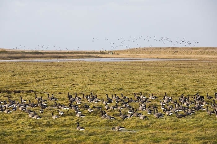 Brent geese feeding on salt marsh Brent geese  Branta bernical  feeding on salt marsh with a flock of Wigeon flying behind at Salthouse on the North Norfolk coast, UK.