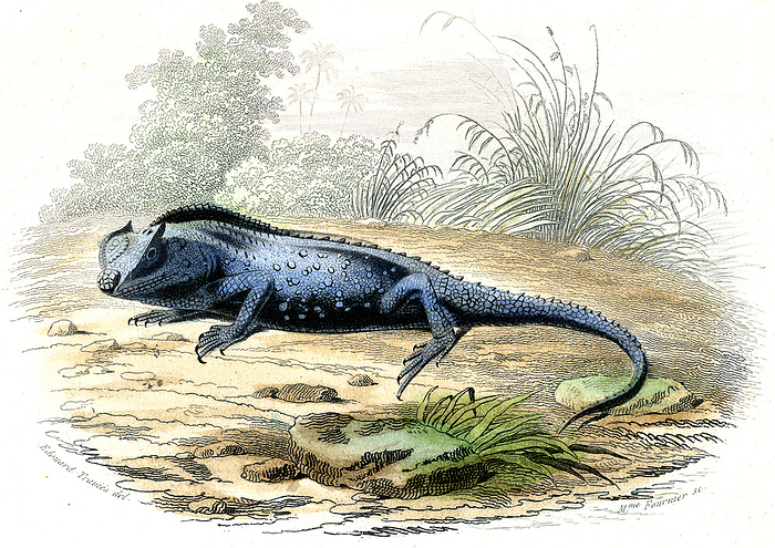 Lyriocephalus lizard, 19th century Lyriocephalus lizard  Lyriocephalus margaritaceus , 19th century illustration. This artwork dates from 1857.