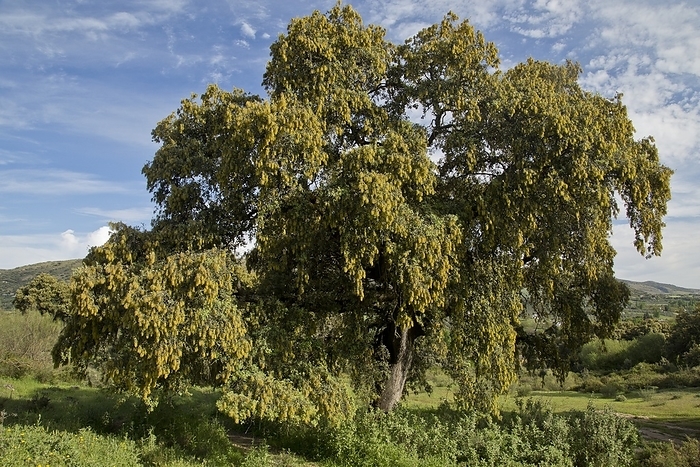Holm oak  Quercus rotundifolia  in flower Holm oak  Quercus rotundifolia  in flower. Photographed in Sierra de Grazalema, Spain.