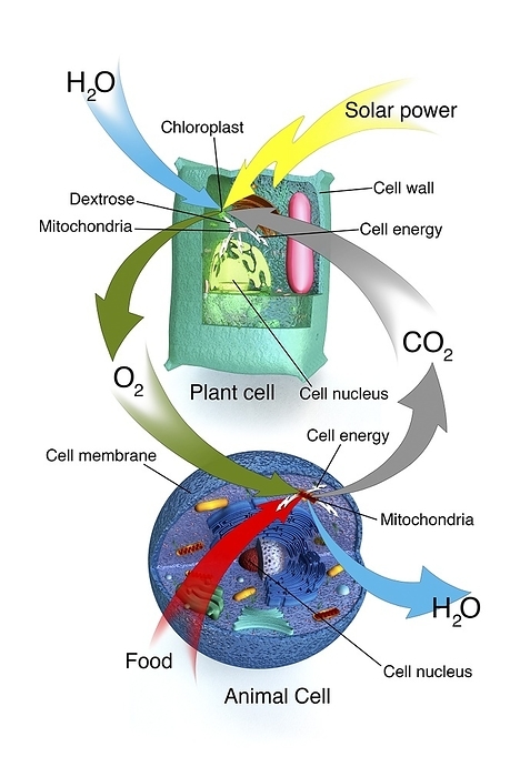 Cellular respiration, plants and animals Cellular respiration, plants and animals. Illustration of the interdependence of the cellular respiration processes in animal cells and plant cells. In the plant cell  top , water  H2O, blue arrow  and carbon dioxide  CO2, grey arrow  are combined using the energy of sunlight  yellow arrow  to produce sugars  such as dextrose  in a process called photosynthesis, using chlorophyll in the plant cell s chloroplasts. The by product is oxygen gas  O2, green arrow . In the animal cell  bottom , food  red arrow  is oxidised using oxygen  green arrow  to produce water  blue arrow  and carbon dioxide  grey arrow . The energy in both processes is stored in structures called mitochondria. For this diagram without labels, see C030 2501.