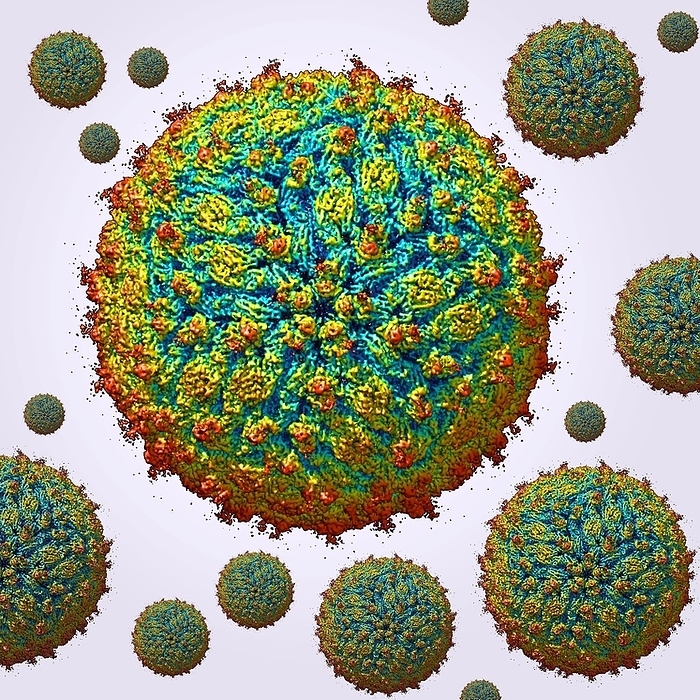 Zika virus particles, molecular model Zika virus particles, molecular model. Zika virus is an RNA  ribonucleic acid  virus from the Flaviviridae family. It is transmitted to humans via the bite of an infected Aedes sp. mosquito. It causes zika fever, a mild disease with symptoms including rash, joint pain and conjunctivitis. In 2015 a previously unknown connection between Zika infection in pregnant women and microcephaly  small head  in newborns was reported. This condition can cause miscarriage or death soon after birth, or lead to developmental delays and disorders.