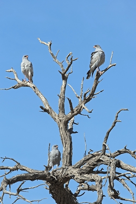 Family of Pale Chanted Goshawks perched A family of Pale chanting goshawks  Melierax canorus  perched in a Camel thorn tree. This carnivorous bird of prey inhabits the savannah and bushlands of southern and eastern Africa. It hunts by day, watching from a perch and swooping to seize small animals such as lizards, birds, snakes and mammals. These birds also feed on termites when these insects are in abundance. Adults live in territorial pairs. Pale chanting goshawks roost in trees at night. Photographed in the Kgalagadi transfrontier park, Southern Africa.
