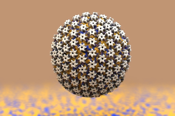 Herpes virus particle, illustration Herpes virus particle, computer illustration. Each particle  virion  consists of a deoxyribonucleic acid  DNA  genome surrounded by an icosahedral capsid, which is itself surrounded by an envelope covered in glycoprotein spikes. Members of the herpes virus family include several that infect humans: herpes simplex viruses type 1 and type 2  oral and genital herpes , varicella zoster virus  chicken pox and shingles , Epstein Barr virus  glandular fever  and cytomegalovirus  various infections .
