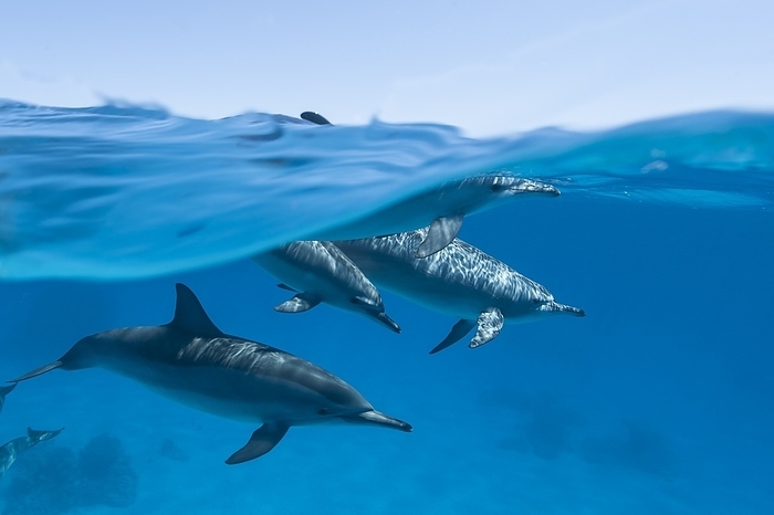 Spinner dolphins, Red Sea, Egypt Spinner dolphins  Stenella longirostris  underwater. Spinner dolphins are common in off shore tropical waters around the world. They are named for their lengthwise spinning jumps, which are performed most frequently at night. Photographed in the Red Sea, Egypt.