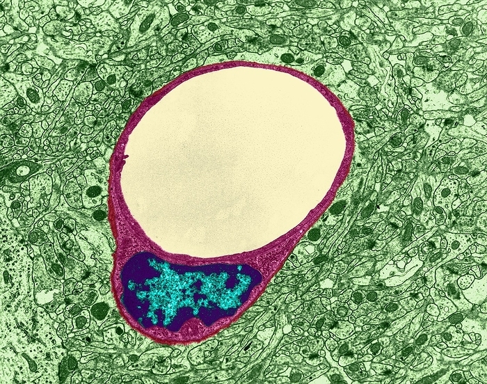 Capillary and endothelial cell, TEM Capillary with encasing endothelial cell  mammal central nervous system , coloured transmission electron micrograph  TEM . Capillaries are the small blood vessels  including lymph vessels  that make up the microcirculation of the human body. Their endothelial linings are only one cell layer thick. These microvessels, measuring around 5 to 10 micrometres in diameter. They connect arterioles and venules, and assist the exchange of water, oxygen, carbon dioxide, and many other nutrients and waste substances between the blood and the tissues surrounding them. Capillaries do not function on their own, but instead in a capillary bed, an interweaving network of capillaries supplying organs and tissues. Magnification: x2,045 when shortest axis printed at 25 millimetres.