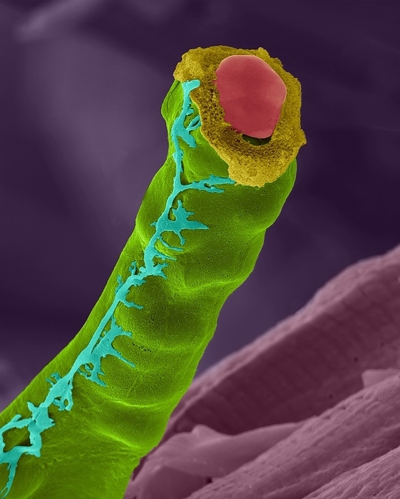 Capillary with red blood cells, SEM Capillary from heart muscle, coloured scanning electron micrograph  SEM . Red blood cells are tightly packed in the capillary. Note the small Purkinje fibre on the surface of the capillary. Purkinje fibres are modified cardiac muscle fibres which originate from the atrioventricular node and spread into the two ventricles. They transmit the electrical impulse from the atrioventricular node to the ventricles enabling their almost simultaneous contraction. The spread of excitation through the ventricles from the atrioventricular node is extremely rapid, moving at one to four meters per second. Magnification: x800 when shortest axis printed at 25 millimetres.