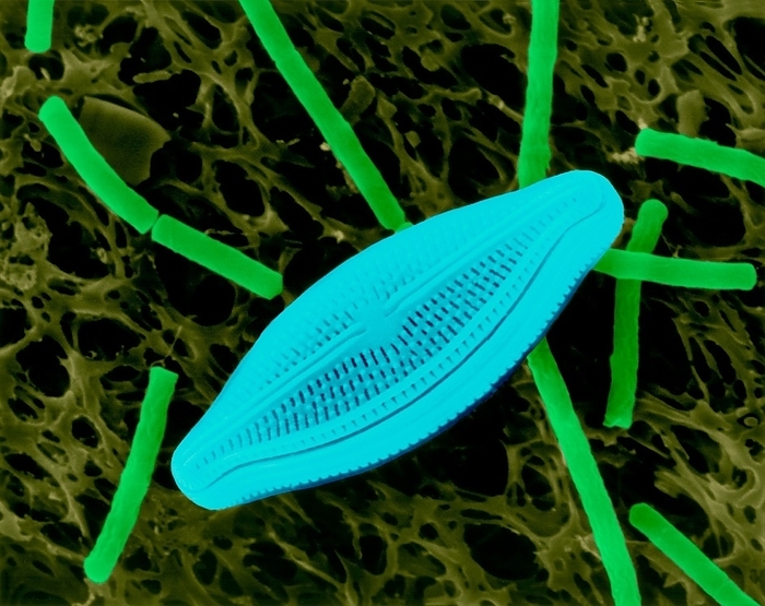 Diatom  Navicula sp.  and Bacillus megaterium, SEM Coloured scanning electron micrograph  SEM  of fresh water pennate diatom frustule  Navicula sp. , and Gram positive, endospore forming,  large  rod prokaryote  Bacillus megaterium . The genus Navicula is a genus of boat shaped, single cell, photosynthetic alga. It is a pennate diatom that has a silica skeleton  frustule . These microscopic unicellular plants are important biomass and oxygen producers. Diatoms represent about 25  of the plant biomass in the world. Through their photosynthesis, greenhouse gasses are converted to organic material and they therefore play a decisive role in the global carbon dioxide circulation. When individual cells die they remain as siliceous  silica dioxide  cell walls and sink to the bottom of the lake or ocean. Magnification: x1,375 when shortest axis printed at 25 millimetres.