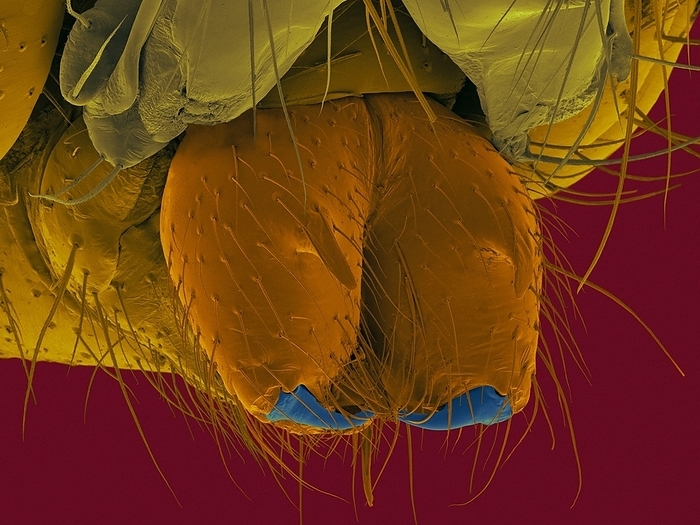 Daddy longlegs spider fangs, SEM Coloured scanning electron micrograph  SEM  of Daddy longlegs  Pholcus sp.  chelicerae  fangs . Daddy longlegs spiders belong to the family Pholcidae, commonly known as cellar spiders. Some genera in this family, especially Pholcus phalangioides, are commonly called daddy long legs spider, granddaddy long legs spider, carpenter spider, daddy long legger, or vibrating spider. There is confusion among the name daddy long legs since the name also applies to two related arthropod groups: the harvestmen  which are arachnids but not spiders , and crane flies  which are insects . Pholcids are fragile arachnids, the body being 3 12mm in length with legs which may be up to 60mm long. The genus Pholcus has a cylindrical abdomen and the eyes are arranged in two lateral groups of three and two smaller median eyes. Eight and six eyes both occur in this family. Magnification: x52 when shortest axis printed at 25 millimetres.