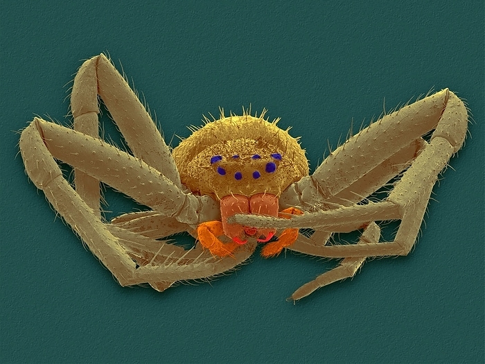 Crab spider  Misumena vatia , SEM Coloured scanning electron micrograph  SEM  of goldenrod crab spider  Misumena vatia . Crab spiders hide in flowers and move sideways to align themselves with their prey, hence their name. They prey on insects such as flies or bees 2 to 3 times their size. These spiders may be yellow or white, depending on the flower in which they are hunting, as they can change their colour at will. Crab spiders change colour by secreting a liquid yellow pigment into the outer cell layer of the body. On a white base, this pigment is transported into lower layers, so that inner glands, filled with white guanine, become visible. If the spider dwells longer on a white plant, the yellow pigment is often excreted. It will then take the spider much longer to change to yellow, because it will have to produce the yellow pigment first. The colour change is induced by visual feedback. Magnification: x5.3 when shortest axis printed at 25 millimetres.