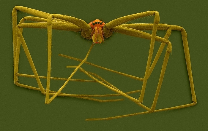Cellar spider  Physocyclus mexicanus , SEM Coloured scanning electron micrograph  SEM  of Cellar spider  Physocyclus mexicanus . The family Pholcidae is a family of spiders known as pholcids or cellar spiders. A few species, such as Pholcus phalangioides are known as daddy longlegs, daddy longlegger, granddaddy longlegs or vibrating spiders . They are fragile arachnids with long legs and 6 to 8 eyes. They occur on every continent of the world except Antarctica. They have a wide range of habitats including caves, under rocks, loose bark, underground animal burrows, buildings and cellars  both damp and dry . When a pholcid spider web is touched or when large prey gets entangled the pholcid spider vibrates in a gyrating motion in its web. The vibration that is setup may cause the prey to become more entangled or it may make the pholcid spider hard to see by other predators. Thus the pholcid spider is also called a vibrating spider. Magnification: x1.0 when shortest axis printed at 25