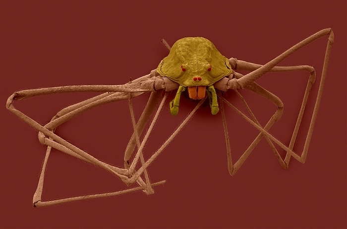 Spitting spider  Scytodes thoracica , SEM Coloured scanning electron micrograph  SEM  of Spitting spider  Scytodes thoracica . Spitting spiders have a domed shaped body with 6 eyes arranged in 3 pairs  instead of the normal 8 for most spiders . They have long legs but are slow movers. They are mostly nocturnal spiders that have an unusual method of prey. Spitting spiders capture their prey by spitting a poisonous fluid that turns in to a sticky mass. Scytodes thoracica has silk glands along with poisonous glands in anterior cephalothorax area. When the spitting spider discovers another arthropod it carefully approaches the prey extending one of its long legs to judge the distance. Then it contracts its body and spits two poisonous liquid streams  silk and poison  in a zigzag pattern towards the prey to immediately immobilize it. Magnification: x1.0 when shortest axis printed at 25 millimetres.