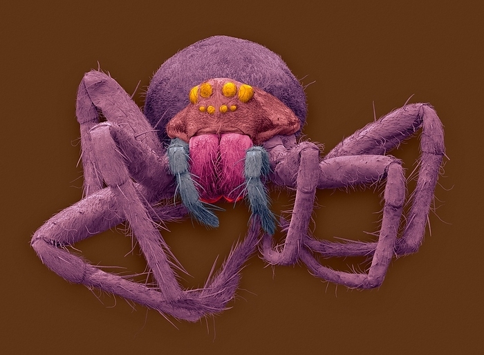 White banded fishing spider, SEM Coloured scanning electron micrograph  SEM  of White banded fishing spider  Dolomedes albineus . The genus Dolomedes is a group of large spiders in the family Pisauridae. They are commonly known as fishing spiders. Almost all Dolomedes species are semi aquatic, with the exception of the which can also be tree dwelling in the southwestern United States. Many species have a striking pale stripe down each side of the body. Dolomedes spiders feed by waiting at the edge of a pool stream, then when they detect the ripples from the prey, they run across the surface to subdue it using their foremost legs and small claws. They then inject venom with their hollow jaws to kill and digest the prey. They mainly eat insects, but some larger species are able to catch small fish. Magnification: x1.3 when shortest axis printed at 25 millimetres.