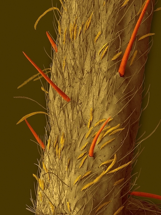 White banded fishing spider leg, SEM Coloured scanning electron micrograph  SEM  of White banded fishing spider  Dolomedes albineus . Shown in this image are the sensory hairs of the leg femur. The genus Dolomedes is a group of large spiders in the family Pisauridae. They are commonly known as fishing spiders. Almost all Dolomedes species are semi aquatic, with the exception of the which can also be tree dwelling in the southwestern United States. Many species have a striking pale stripe down each side of the body. Dolomedes spiders feed by waiting at the edge of a pool stream, then when they detect the ripples from the prey, they run across the surface to subdue it using their foremost legs and small claws. They then inject venom with their hollow jaws to kill and digest the prey. They mainly eat insects, but some larger species are able to catch small fish. Magnification: x32 when shortest axis printed at 25 millimetres.