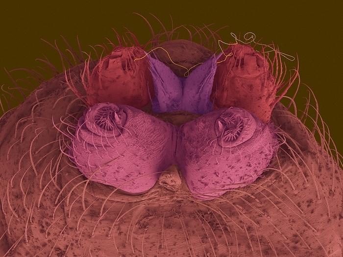 Female northern black widow spinnerets, SEM Coloured scanning electron micrograph  SEM  of Northern black widow spider, female spinnerets  Latrodectus variolus . There are 3 pairs of spinnerets that secret silk through piriform gland spigots. This venomous spider is found throughout the eastern US, from southern Canada to Florida, and west to eastern Texas. The female has the typical black widow red hourglass shape mark on the underside of her abdomen. The marking is incomplete or split in the middle. Northern black widows also have a series of red spots along the dorsal midline of the abdomen, and many have a series of lateral white stripes on the abdomen. The female black widow is dangerous to humans, as her bite contains a significant amount of nerve toxin  neurotoxin, latrotoxin . This neurotoxin causes pain and swelling, and in rare cases, may even be fatal. The genus gets its name from the female s practice of devouring the male after mating. Magnification: x35 when shortest axis printed