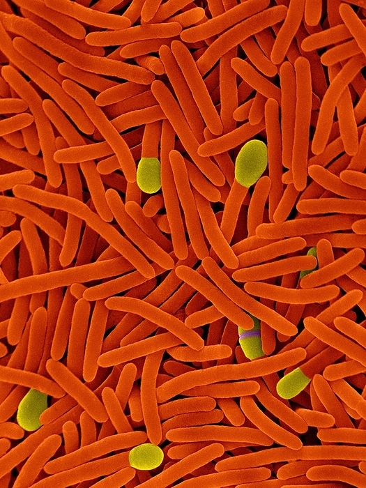 Clostridium phytofermentans, SEM Coloured scanning electron micrograph  SEM  of Clostridium phytofermentans, Gram positive, anaerobic, rod shaped prokaryote  bacterium . C. phytofermentans is a spore forming bacterium that naturally occurs amongst decomposing plant and animal matter. In this image both vegetative and spore forming cells  with rounded cell tips  are seen. C. phytofermentans is a soil bacterium that can utilize lignocellulose  a type of cellulose  to generate ethanol, thus making it a possible candidate for use in ethanol production. Cellulose is prominent in cell walls of higher plant life and thus is an important by product of agricultural and municipal waste. Microorganisms primarily carry out the decomposition of cellulose and this process is an important step in the cycling of carbon in the biosphere. Magnification: x3,715 when shortest axis printed at 25 millimetres.