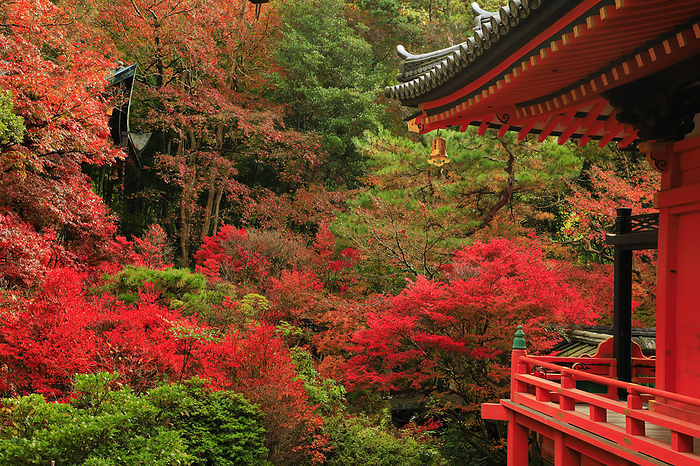 Autumn leaves at Yamashina Bishamondou, Kyoto City, Kyoto Prefecture
