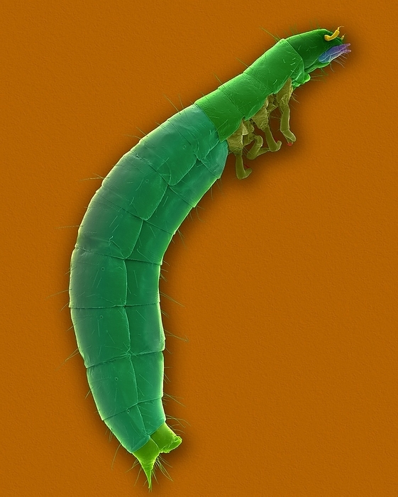 Confused flour beetle larva, SEM Coloured scanning electron micrograph  SEM  of Confused flour beetle larva  Tribolium confusum . Confused flour beetles are the most abundant and injurious insect pest of flour mills in the United States. Flour beetles attack milled grain products such as flour and cereals  as well as, beans, dried fruits, nuts, chocolate . Since it does not damage whole grain, it is regarded as a secondary pest. The adult female may lay over 400 eggs in a lifetime. The eggs are laid in the flour or grain and the immature stages remain in the material. The small white larvae feed for a few weeks and then transform to pupae. A generation may be completed in as little as 6 weeks. The adults may crawl from the site to infest other products such as grain products in your kitchen. Magnification: x4 when shortest axis printed at 25 millimetres.