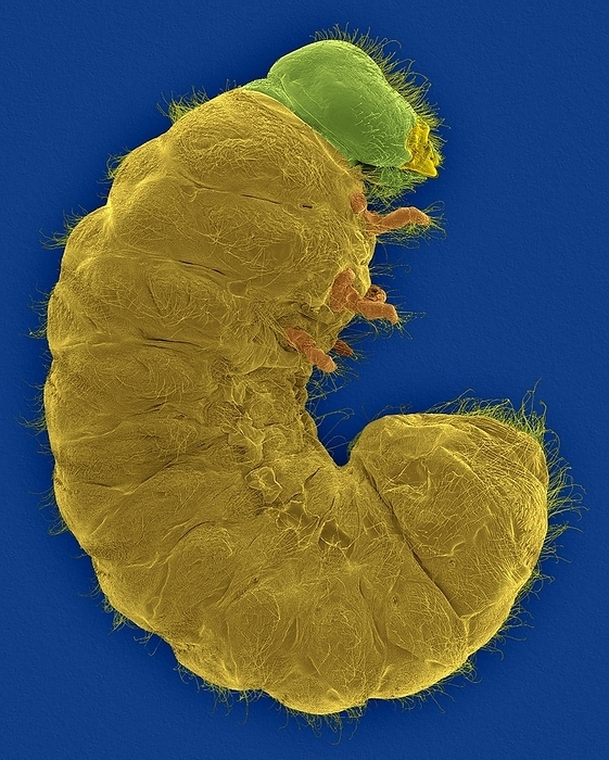 Drug store beetle larva, SEM Coloured scanning electron micrograph  SEM  of Drugstore beetle larva  Stegobium paniceum . The drugstore beetle is a common pest that can infest almost any dry animal or plant material, especially grain products. It is usual pest of pharmacies where it infests drugs and breakfast foods, biscuits and herbs. The female lays about 75 eggs amongst stored foodstuffs during a life span of 40 to 90 days. The adult does not feed or cannot fly. Magnification: x6 when shortest axis printed at 25 millimetres.