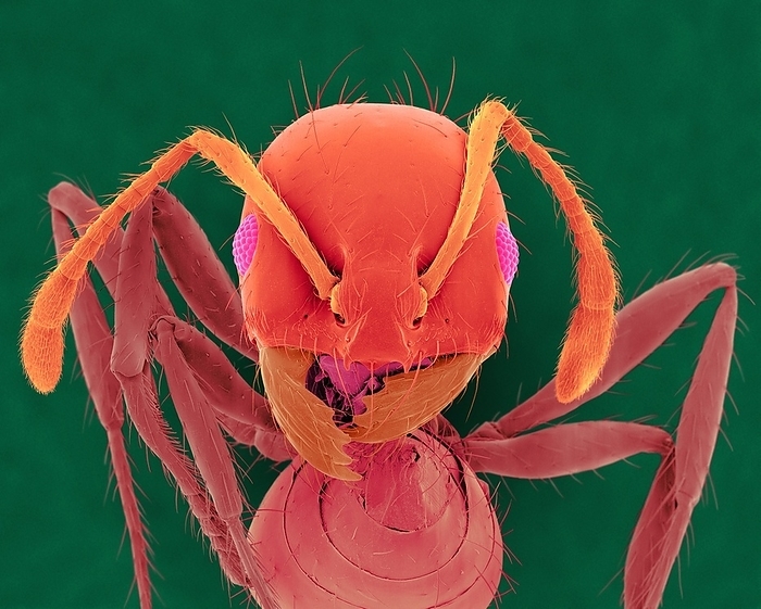 Red imported fire ant, SEM Coloured scanning electron micrograph  SEM  of Red imported fire ant  Solenopsis invicta . The red imported fire ant, S. invicta was likely imported into the US from South America. Fire ants live and do most of their foraging for food through underground tunnels. They can cause nasty bites in humans and kill other prey such as other invertebrates, young birds, small mammals, and reptiles. They reduce biomass, abundance, and diversity of other organisms. They first bite with their mandibles and then sting with and abdominal stinger. Magnification: x12 when shortest axis printed at 25 millimetres.