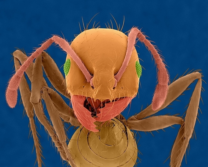 Red imported fire ant, SEM Coloured scanning electron micrograph  SEM  of Red imported fire ant  Solenopsis invicta . The red imported fire ant, S. invicta was likely imported into the US from South America. Fire ants live and do most of their foraging for food through underground tunnels. They can cause nasty bites in humans and kill other prey such as other invertebrates, young birds, small mammals, and reptiles. They reduce biomass, abundance, and diversity of other organisms. They first bite with their mandibles and then sting with and abdominal stinger. Magnification: x12 when shortest axis printed at 25 millimetres.