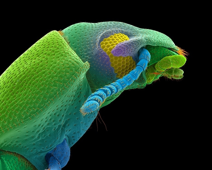 Confused flour beetle adult, SEM Coloured scanning electron micrograph  SEM  of Confused flour beetle adult  Tribolium confusum . Confused flour beetles are the most abundant and injurious insect pest of flour mills in the United States. Flour beetles attack milled grain products such as flour and cereals  as well as, beans, dried fruits, nuts, chocolate . Since it does not damage whole grain, it is regarded as a secondary pest. The adult female may lay over 400 eggs in a lifetime. The eggs are laid in the flour or grain and the immature stages remain in the material. The small white larvae feed for a few weeks and then transform to pupae. A generation may be completed in as little as 6 weeks. The adults may crawl from the site to infest other products such as grain products in your kitchen. Magnification: x16 when shortest axis printed at 25 millimetres.