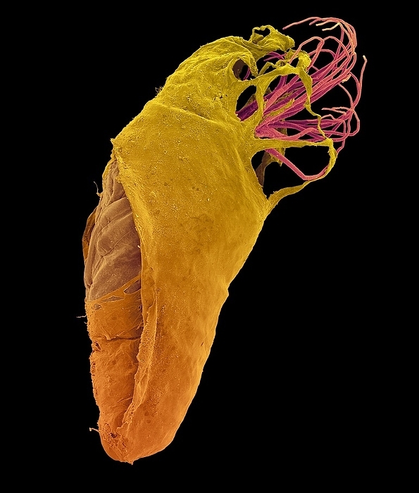 Black fly pupa, SEM Coloured scanning electron micrograph  SEM  of Black fly pupa  Simulium hippovorum . Pupae are encased in a silk cocoon attached to vegetation or other objects in the water. This species has boot shaped cocoon, with a raised collar in the front. Note the tentacle like structures, called pupal gills, coming from the anterior region of pupa. These gills are the respiratory organs for the pupa. Loops of silk often surround the gills and may help create miniature eddies around the gills to aid respiration. S. hippovorum has a pair of gills with eight filaments each. They are designed to extract oxygen both in and out of the water. This helps the pupae survive if water levels fluctuate and the pupa is left above the water line. Simulium hippovorumis a blood sucking insect closely related to mosquitoes. Black flies can transmit filarial worms to humans resulting in a disease called onchocerciasis, which cause blindness. Magnification: x4. 5 when shortest