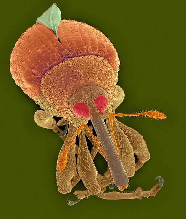 Pepper weevil, SEM Coloured scanning electron micrograph  SEM  of Pepper weevil  Anthonomus eugenii . Note the wing emerging from the elytra. The pepper weevil is the most important insect pest of pepper in the southern United States. Pepper weevil populations persist only where food plants are available throughout the year thus limiting their range. The female lays eggs singly beneath the surface of the blossom buds or young tender pods. Larvae hatch and are aggressive, with only a single larva surviving within a bud. The pupa is brittle and found within the blossom or fruit. The pupa resembles the adult in form, however the wings are not fully developed. A complete generation requires only 20 to 30 days. Pepper weevil larvae develop only on plants in the family Solanaceae. An important form of damage is destruction of blossom buds and immature pods. Both adult and larval feeding cause bud drop. Magnification: x7 when shortest axis printed at 25