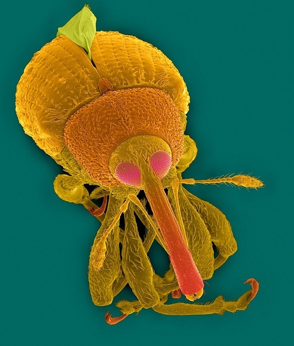 Pepper weevil, SEM Coloured scanning electron micrograph  SEM  of Pepper weevil  Anthonomus eugenii . Note the wing emerging from the elytra. The pepper weevil is the most important insect pest of pepper in the southern United States. Pepper weevil populations persist only where food plants are available throughout the year thus limiting their range. The female lays eggs singly beneath the surface of the blossom buds or young tender pods. Larvae hatch and are aggressive, with only a single larva surviving within a bud. The pupa is brittle and found within the blossom or fruit. The pupa resembles the adult in form, however the wings are not fully developed. A complete generation requires only 20 to 30 days. Pepper weevil larvae develop only on plants in the family Solanaceae. An important form of damage is destruction of blossom buds and immature pods. Both adult and larval feeding cause bud drop. Magnification: x7 when shortest axis printed at 25
