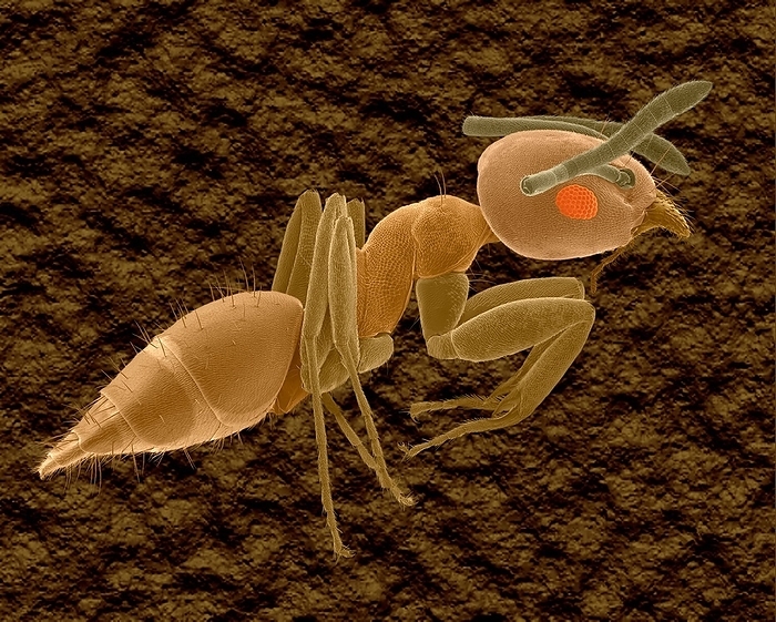 Big headed ant worker, SEM Coloured scanning electron micrograph  SEM  of Big headed ant worker  Pheidole megacephala . Pheidole sp.  known as harvester ants  is the second largest genus of ants with over 850 species and subspecies found worldwide. Most species form nests in the soil with a low mound of loose dirt around the entrance. Other species nest under rocks and a few species are known to occasionally nest in trees. The introduced species, Pheidole megacephala  big headed ant , is a common pest in many worldwide locations. It can pose a serious threat to local invertebrate communities. It will severely affect or eliminate natives insects, especially other ants. P. megacephala was first introduced to Hawaii around 2000 and is the prime suspect in the extinction of many lowland beetles. Magnification: x8 when shortest axis printed at 25 millimetres.