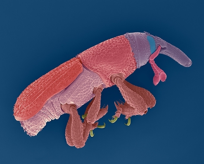 Rice weevil, SEM Coloured scanning electron micrograph  SEM  of Rice weevil  Sitophilus oryzae . Sitophilus oryzae is a serious stored food pest which attacks several crops, including wheat, rice, and maize  corn . Adult rice weevils can fly and can survive for up to two years. Male rice weevils produce an aggregation pheromone to which females are drawn. A synthetic version is available which attracts rice weevils, maize weevils and grain weevils. Females produce a pheromone which attracts only males. Magnification: x4 when shortest axis printed at 25 millimetres.