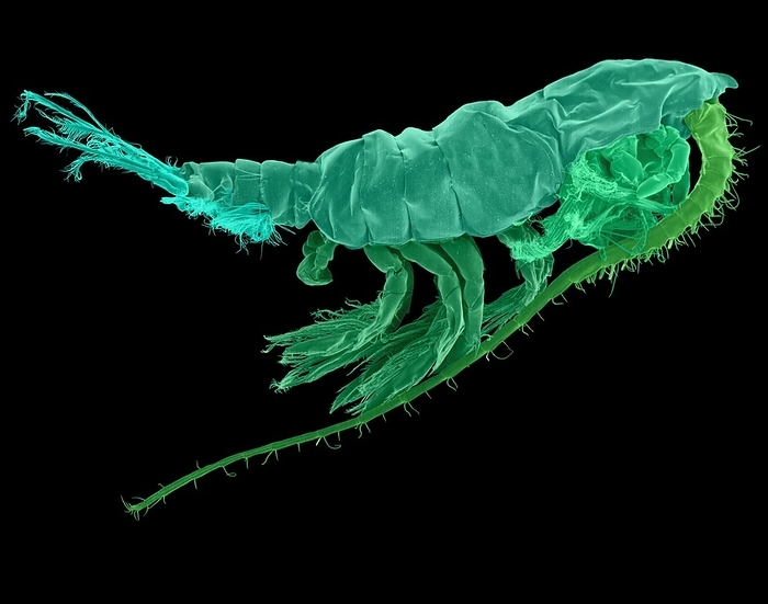 Marine Copepod  Pleuromamma sp. , SEM Coloured scanning electron micrograph  SEM  of Marine copepod  crustacean, Pleuromamma sp. . Pleuromamma is genus of copepod from the family Metridinidae All species in the family can produce blue green bioluminescence. The light is produced in glands whose position varies between genera in the family. Magnification x5.5 when shortest axis printed at 25 millimetres.