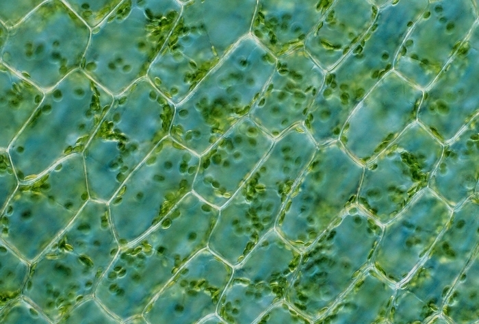 Aquatic leaf chloroplasts  Elodea canadensis , LM Brightfiel Light micrograph of a North American aquatic plant  Elodea canadensis  leaf cells containing chloroplasts. The tiny green discs within the cells are chloroplasts. Chloroplasts contain the green pigment chlorophyll necessary for photosynthesis. Elodea , often called water weed or pond weed  American water weed , is a fresh water aquatic plant that can be an invasive species  noxious weed . The American water weed lives below the water surface with the exception of small white flowers that bloom at the surface. Elodea is an important part of lake ecosystems. It provides a good habitat for many aquatic invertebrates, young fish and amphibians. Elodea is also used in laboratory experiments and as aquarium vegetation. Magnification: x100 when shortest axis printed at 25 millimetres.