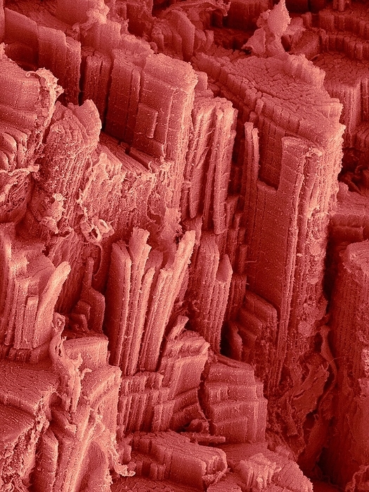 Goby fish skeletal muscle  Awaous guamensis , SEM Coloured scanning electron micrograph  SEM  Goby fish skeletal muscle  Awaous guamensis . Skeletal muscle fibres showing exposed intracellular actin myosin filaments. The muscle fibre was cut perpendicular to its length to expose the intracellular actin myosin filaments. Note the presence of the repetitive Z line in the fibres. Magnification: x600 when shortest axis printed at 25 millimetres.