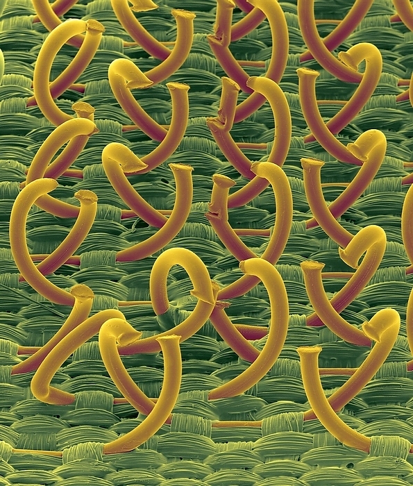 Hooks from hooks and loops fastener, SEM Coloured scanning electron micrograph  SEM  of hooks from a hooks and loops fastener, a two sheet material used to fasten clothes and other fabrics. Most commonly, one sheet consists of hooks  seen here , the other of loops. When the two materials are pushed together the hooks attach to the loops, forming a secure bond, but one that can easily be undone. Some fasteners are made of just hooks. The hook and loop fasteners have been used for many applications where a temporary bond is required. It is especially popular in clothing where it replaces buttons or zippers, and is used as a shoe fastener. A stronger version of the hook and loop material has even made it possible to create semi permanent bonds where higher stress applications are needed. Hook and loop fasteners made from stainless steel are used in the automotive industry to attach parts such as bumpers. Magnification: x4.5 when shortest axis printed at 25 millimetres.