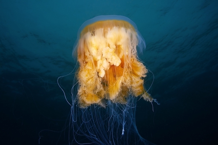 Egg yolk jellyfish Egg yolk jellyfish  Phacellophora camtschatica . This species is found in cool waters across the world. It feeds on gelatinous zooplankton and smaller jellyfish, which become ensnared in its tentacles.