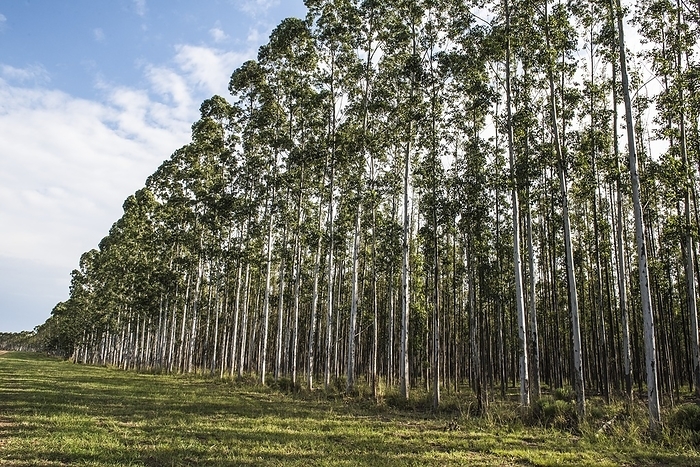 Eucalyptus plantation Eucalyptus plantation. Photographed on the Western Shores of the iSimangaliso Wetland Park, KwaZulu Natal, South Africa.