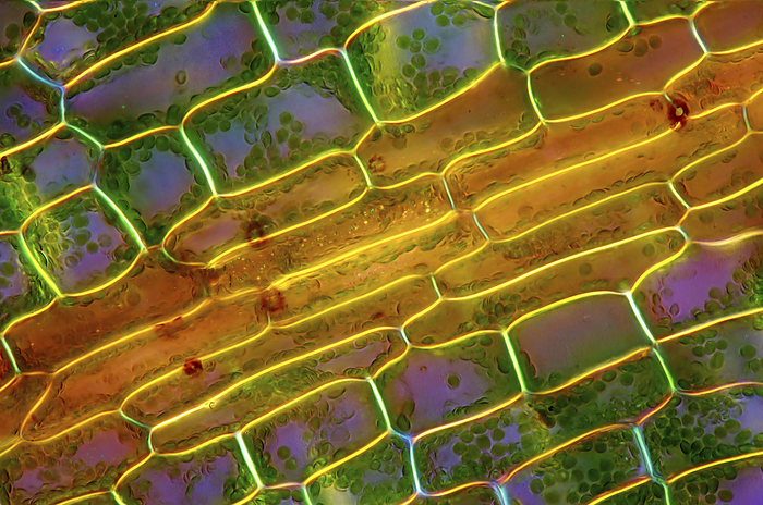 Canadian pondweed, light micrograph Canadian pondweed  Elodea canadensis . Darkfield illuminated polarised light micrograph of a section through tissue from a Canadian pondweed plant, showing the individual cells with photosynthetic chloroplasts  small green  inside. Magnification: x400, when printed 10 cm wide.