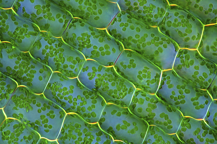 Canadian pondweed, light micrograph Canadian pondweed  Elodea canadensis . Polarised light micrograph of a section through tissue from a Canadian pondweed plant, showing the individual cells with photosynthetic chloroplasts  small green  inside. Magnification: x400, when printed 10 cm wide.