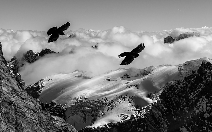 Alpine choughs and snow covered Alps, Switzerland Alpine choughs  Pyrrhocorax graculus  and snow covered Alps. Alpine choughs flying over snow covered peaks in the Uri Alps, near Titlis mountain, Switzerland. These crow like birds live and breed at high altitudes, around 1300 to 2880 metres in Europe. It feeds on invertebrates in the summer and fruit during the rest of the year. It is also found in the Atlas Mountains and the Himalayas.