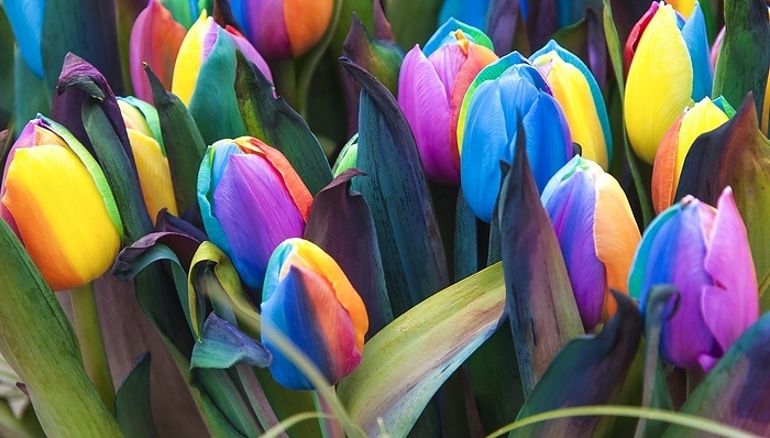 Rainbow tulips  Tulipa sp. , dyed artificially Rainbow tulips  Tulipa sp. , dyed artificially by injecting colour into the stems.