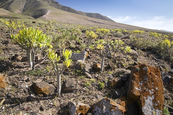 Verode  Kleinia neriifolia  in volcanic landscape Verode  Kleinia neriifolia  growing on a dry volcanic hillside, Lanzarote, Canary Islands.