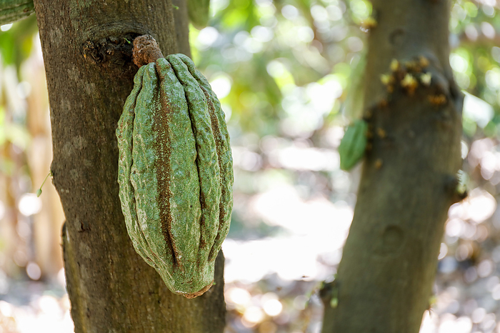 Cocoa fruit growing on a cocoa tree  Theobroma cacao  Cocoa fruit ripening on a cocoa tree  Theobroma cacao . Cocoa beans are extracted from these pods. The leathery pod, which turns yellow or red when ripe, contains up to 60 beans embedded in a soft pulp. These are dried, roasted and ground to produce cocoa powder, which is then used to make chocolate. Photographed on a cocoa plantation, Palo Blanco, Piura, Peru.