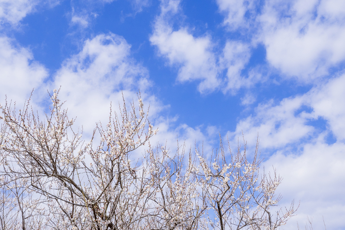 Plum blossoms and blue sky at Soga Plum Grove